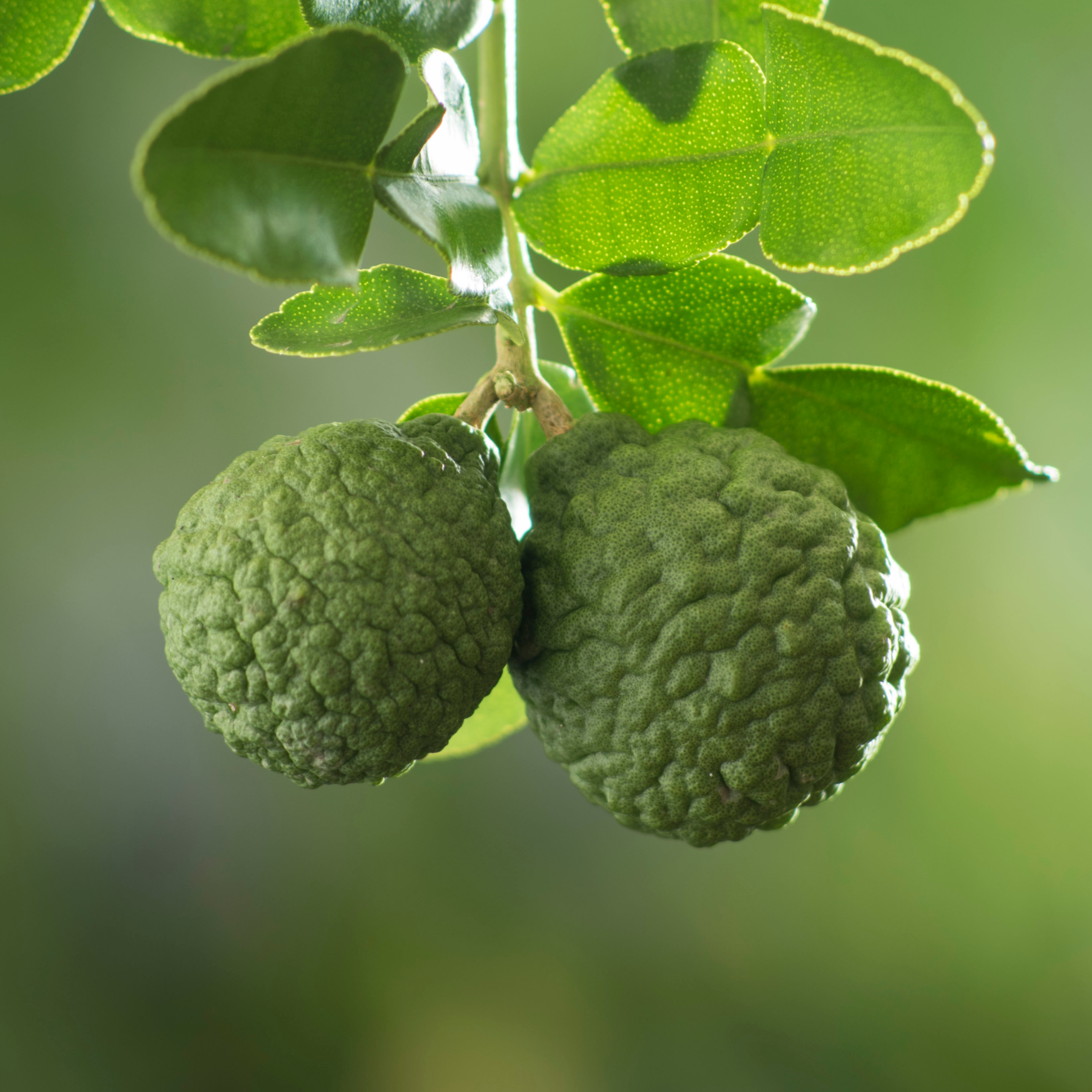 BERGAMOT 100% PURE ESSENTIAL OIL